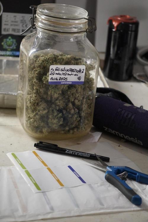 The Classic Super Silver Haze @Zamnesia. Week 12 - SSH #2