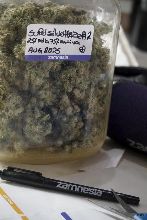 The Classic Super Silver Haze @Zamnesia. Week 12 - SSH #2