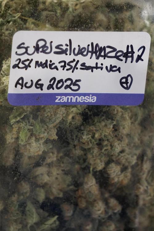 The Classic Super Silver Haze @Zamnesia. Week 12 - SSH #2