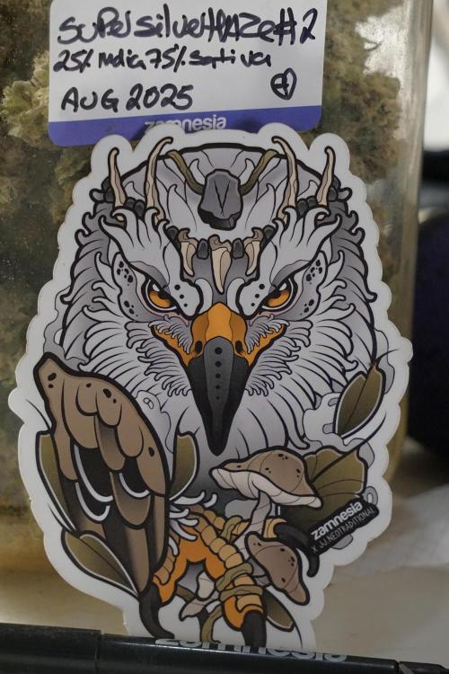 The Classic Super Silver Haze @Zamnesia. Week 12 - SSH #2