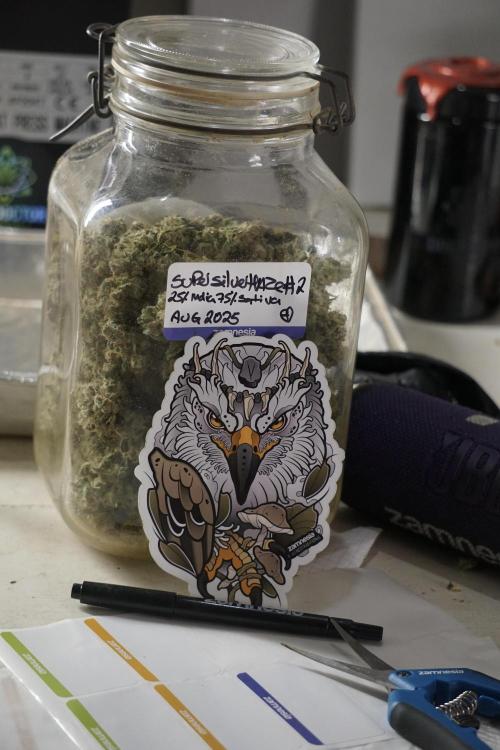 The Classic Super Silver Haze @Zamnesia. Week 12 - SSH #2