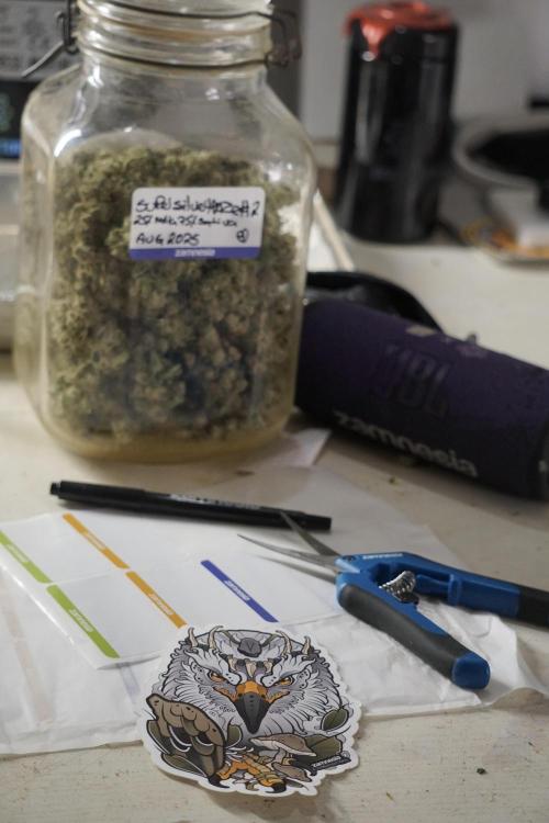 The Classic Super Silver Haze @Zamnesia. Week 12 - SSH #2