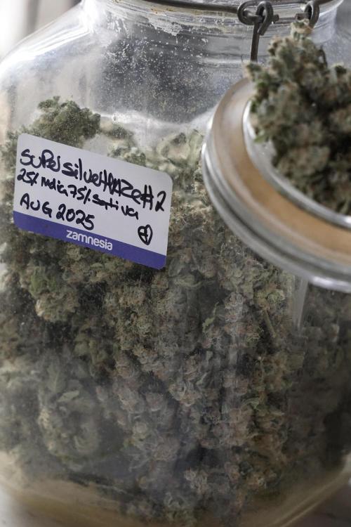 The Classic Super Silver Haze @Zamnesia. Week 12 - SSH #2