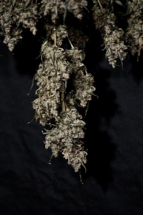 The Classic Super Silver Haze @Zamnesia. Week 12 - SSH #1