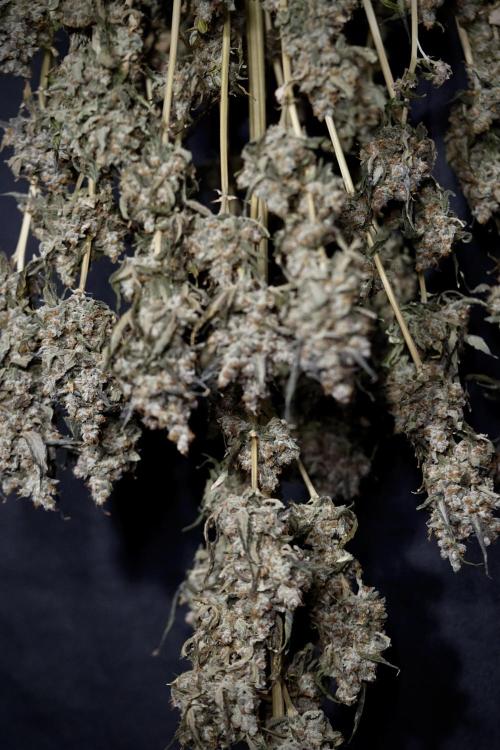 The Classic Super Silver Haze @Zamnesia. Week 12 - SSH #1