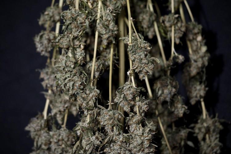 The Classic Super Silver Haze @Zamnesia. Week 12 - SSH #1