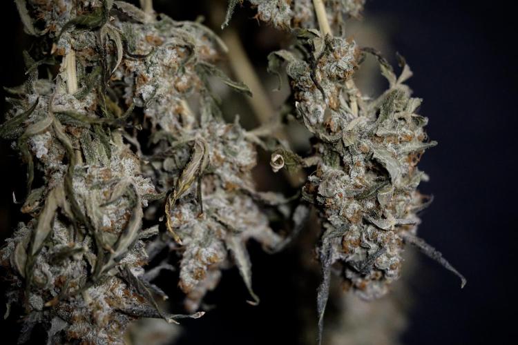 The Classic Super Silver Haze @Zamnesia. Week 12 - SSH #1