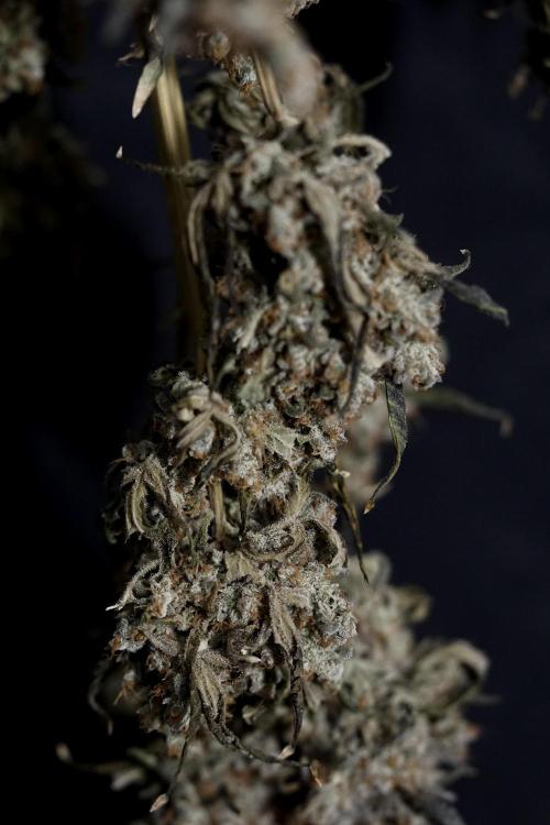 The Classic Super Silver Haze @Zamnesia. Week 12 - SSH #1