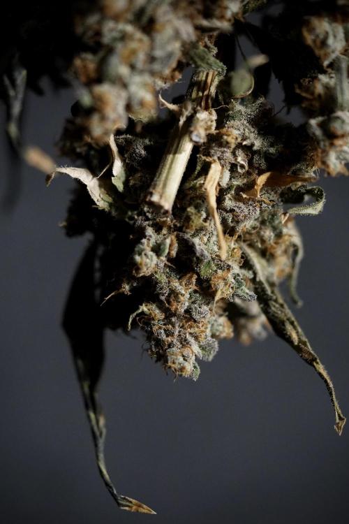 The Classic Super Silver Haze @Zamnesia. Week 12 - SSH #1