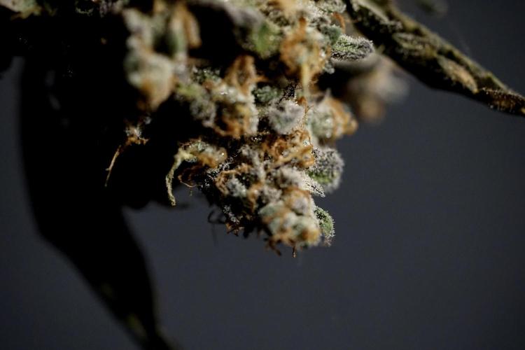 The Classic Super Silver Haze @Zamnesia. Week 12 - SSH #1