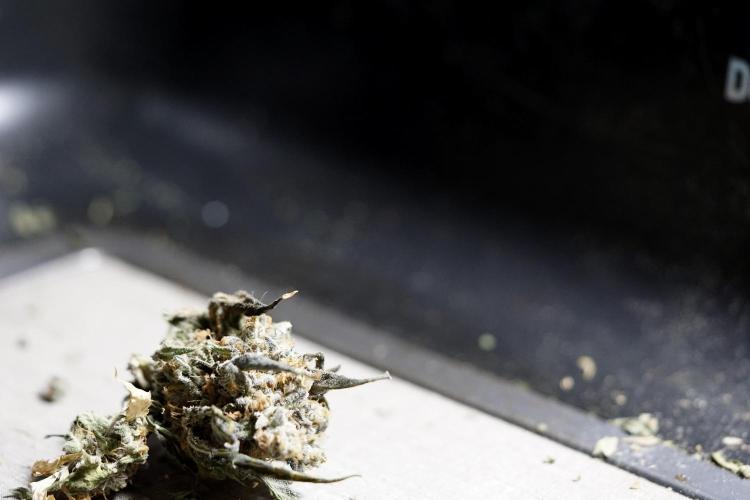 The Classic Super Silver Haze @Zamnesia. Week 12 - SSH #1