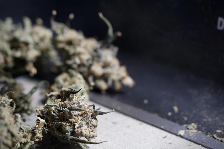 The Classic Super Silver Haze @Zamnesia. Week 12 - SSH #1