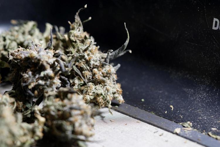 The Classic Super Silver Haze @Zamnesia. Week 12 - SSH #1