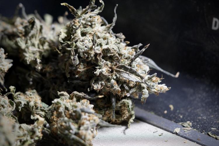 The Classic Super Silver Haze @Zamnesia. Week 12 - SSH #1