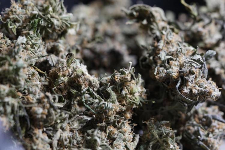 The Classic Super Silver Haze @Zamnesia. Week 12 - SSH #1