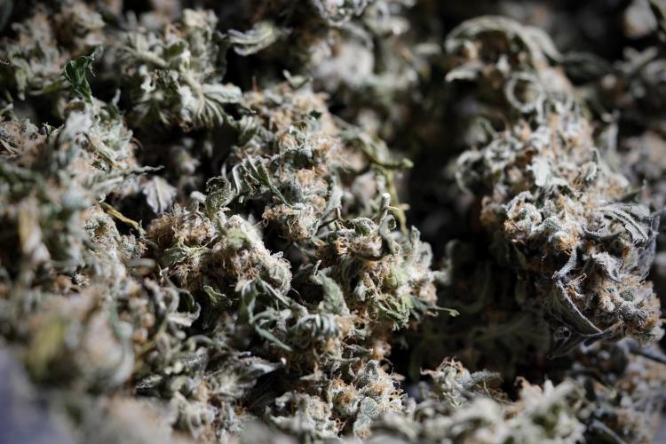 The Classic Super Silver Haze @Zamnesia. Week 12 - SSH #1