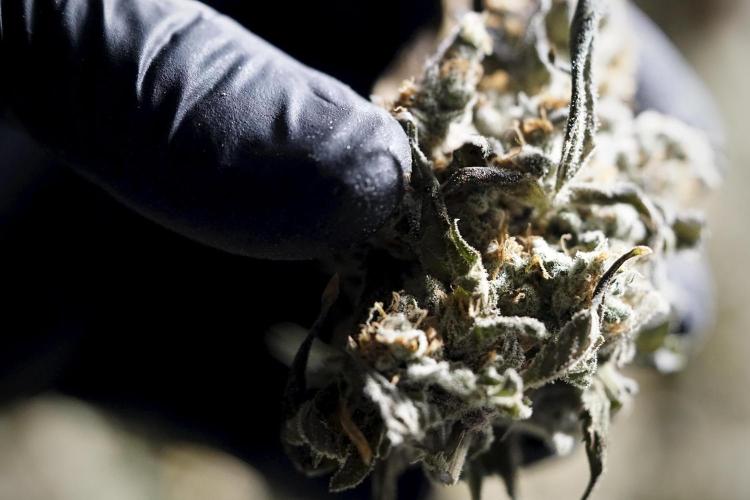 The Classic Super Silver Haze @Zamnesia. Week 12 - SSH #1