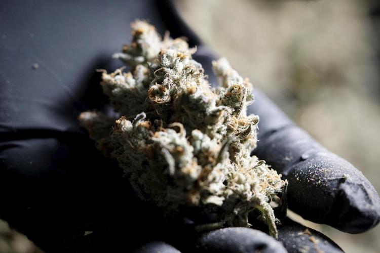 The Classic Super Silver Haze @Zamnesia. Week 12 - SSH #1