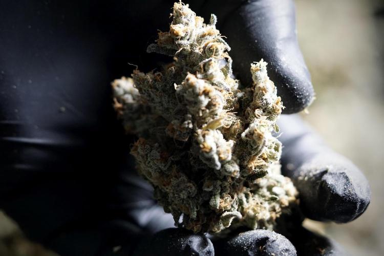 The Classic Super Silver Haze @Zamnesia. Week 12 - SSH #1