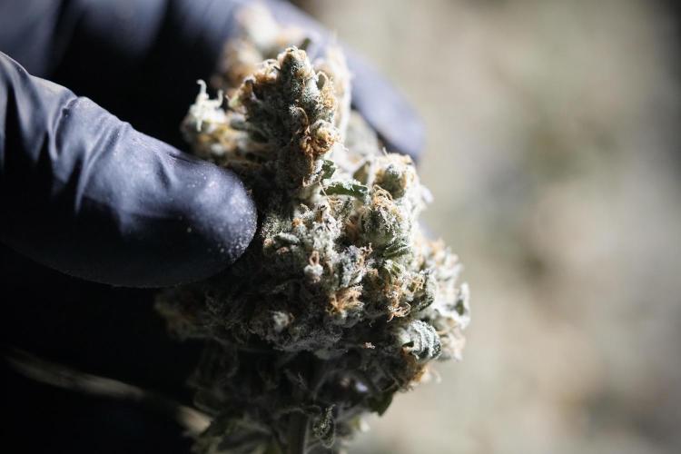 The Classic Super Silver Haze @Zamnesia. Week 12 - SSH #1