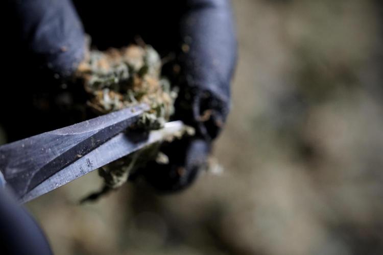 The Classic Super Silver Haze @Zamnesia. Week 12 - SSH #1