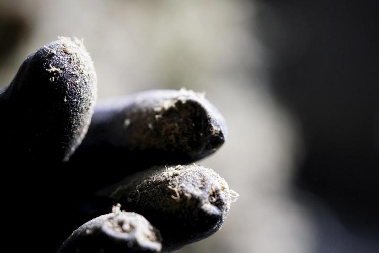 The Classic Super Silver Haze @Zamnesia. Week 12 - SSH #1