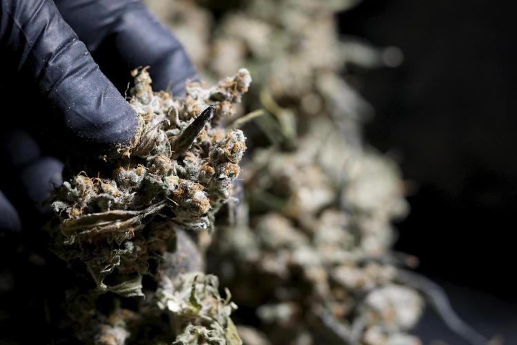 The Classic Super Silver Haze @Zamnesia. Week 12 - SSH #1