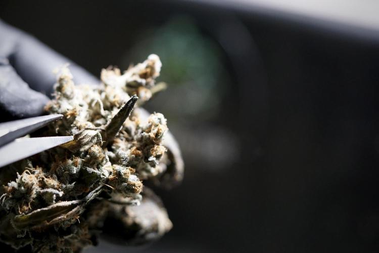 The Classic Super Silver Haze @Zamnesia. Week 12 - SSH #1