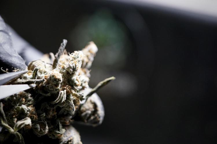 The Classic Super Silver Haze @Zamnesia. Week 12 - SSH #1