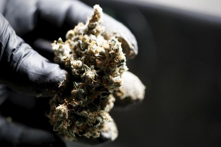 The Classic Super Silver Haze @Zamnesia. Week 12 - SSH #1