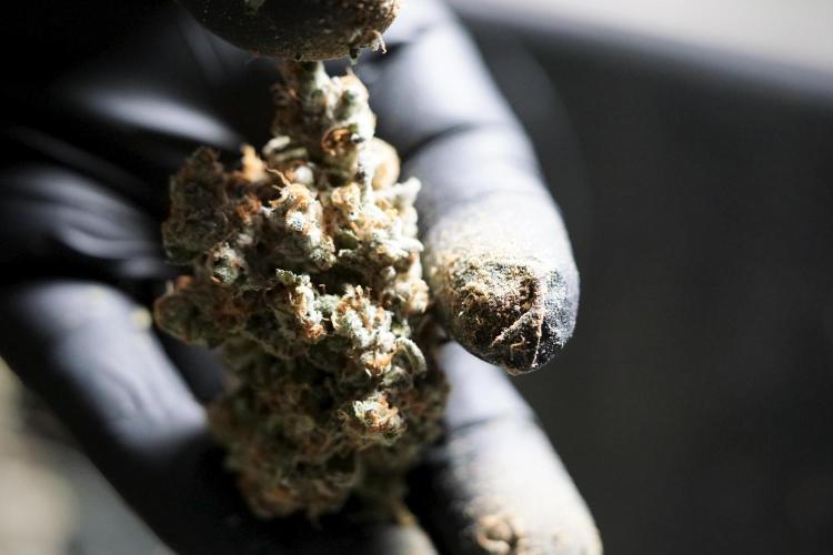 The Classic Super Silver Haze @Zamnesia. Week 12 - SSH #1