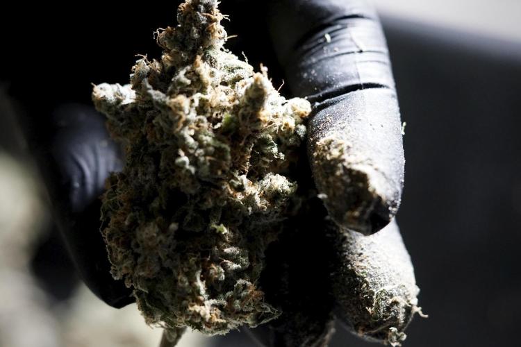 The Classic Super Silver Haze @Zamnesia. Week 12 - SSH #1