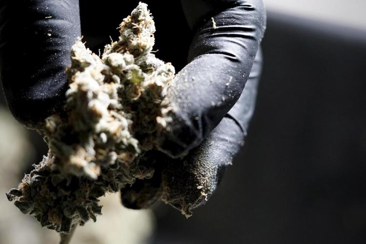 The Classic Super Silver Haze @Zamnesia. Week 12 - SSH #1