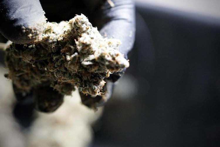 The Classic Super Silver Haze @Zamnesia. Week 12 - SSH #1