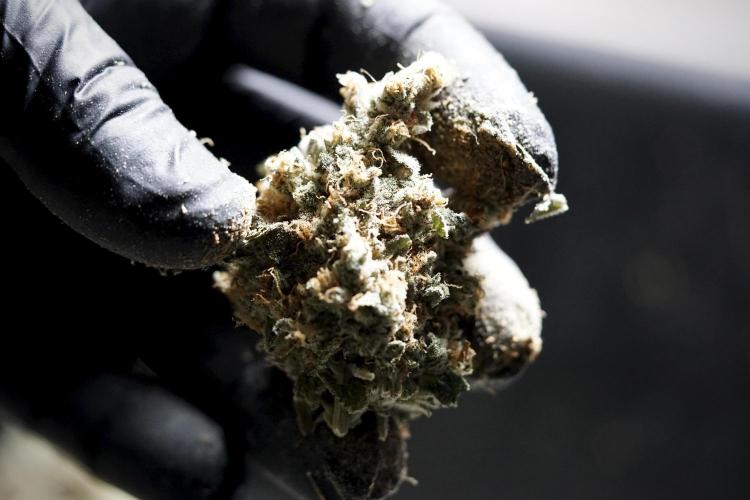 The Classic Super Silver Haze @Zamnesia. Week 12 - SSH #1