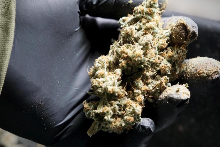 The Classic Super Silver Haze @Zamnesia. Week 12 - SSH #1