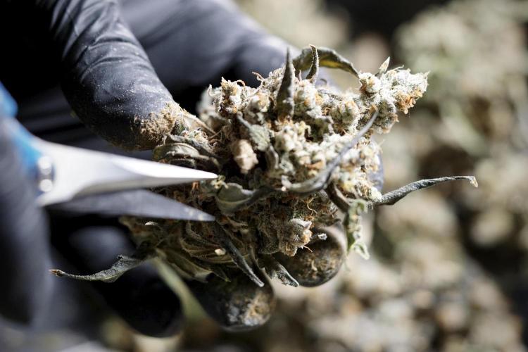 The Classic Super Silver Haze @Zamnesia. Week 12 - SSH #1