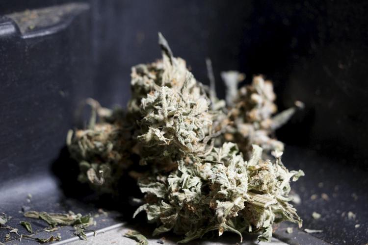 The Classic Super Silver Haze @Zamnesia. Week 12 - SSH #1