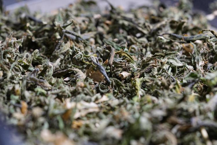 The Classic Super Silver Haze @Zamnesia. Week 12 - SSH #1