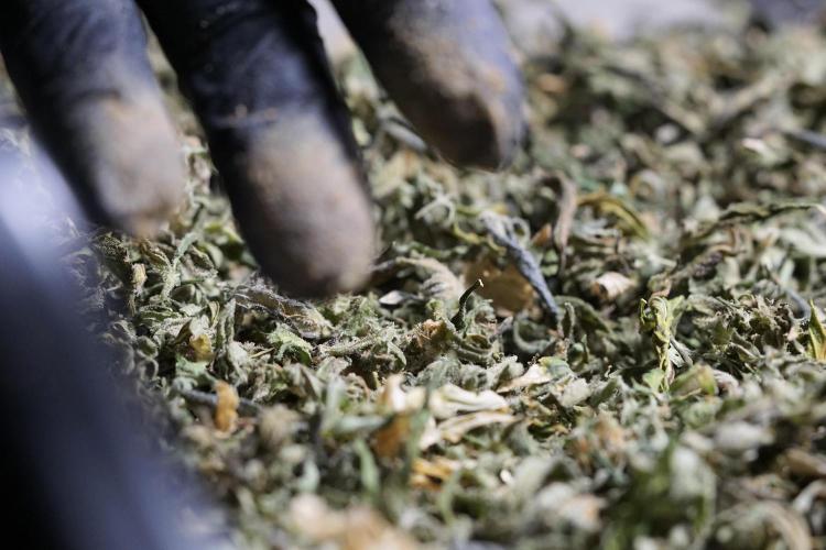 The Classic Super Silver Haze @Zamnesia. Week 12 - SSH #1