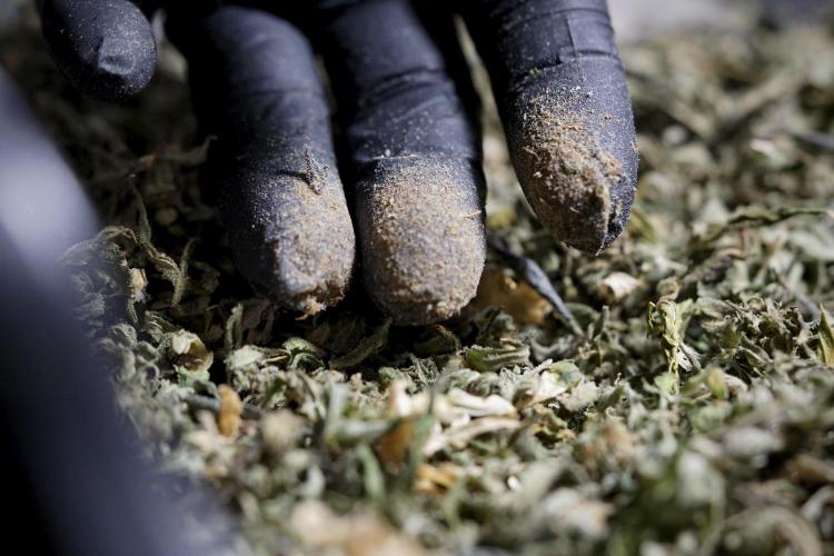 The Classic Super Silver Haze @Zamnesia. Week 12 - SSH #1