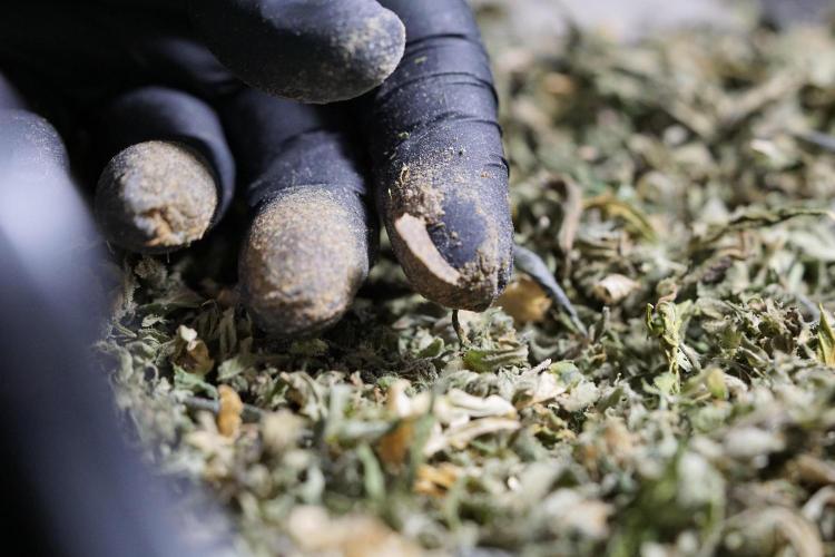 The Classic Super Silver Haze @Zamnesia. Week 12 - SSH #1