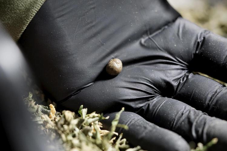 The Classic Super Silver Haze @Zamnesia. Week 12 - SSH #1