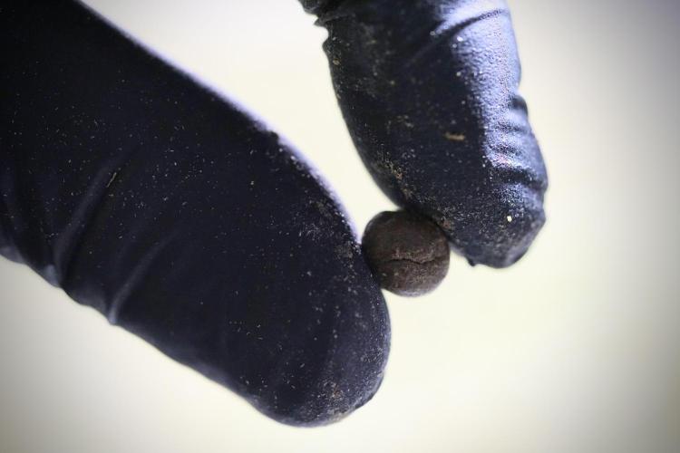 The Classic Super Silver Haze @Zamnesia. Week 12 - SSH #1