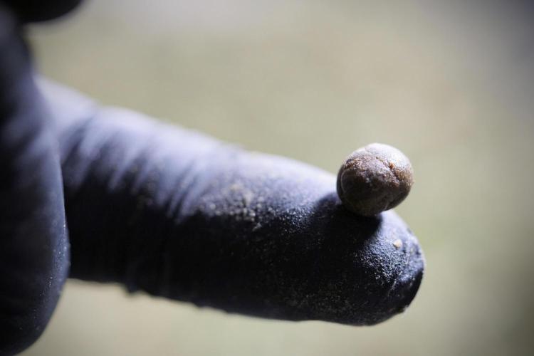 The Classic Super Silver Haze @Zamnesia. Week 12 - SSH #1