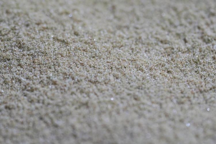 The Classic Super Silver Haze @Zamnesia. Week 12 - SSH #1