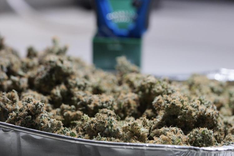 The Classic Super Silver Haze @Zamnesia. Week 12 - SSH #1