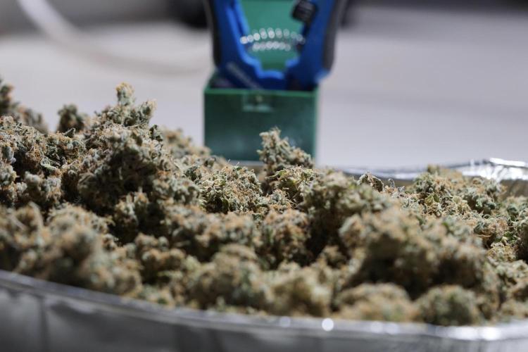 The Classic Super Silver Haze @Zamnesia. Week 12 - SSH #1