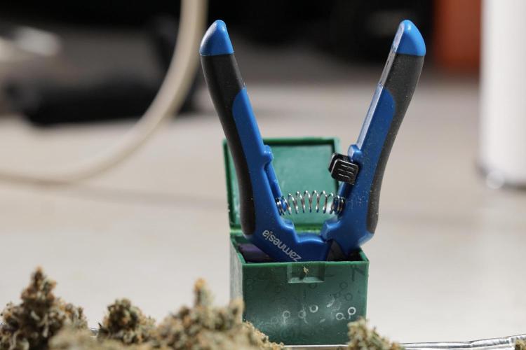 The Classic Super Silver Haze @Zamnesia. Week 12 - SSH #1