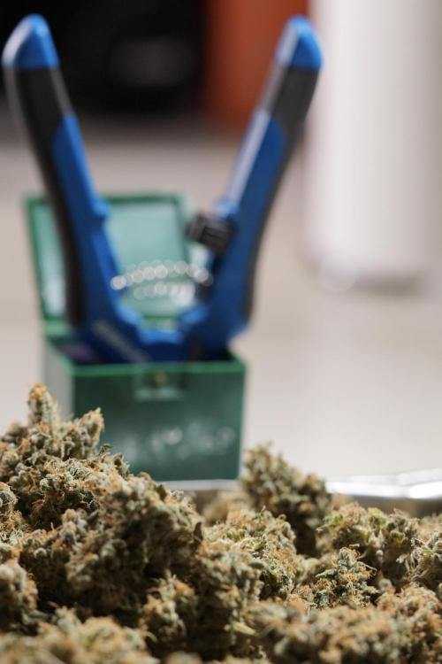 The Classic Super Silver Haze @Zamnesia. Week 12 - SSH #1